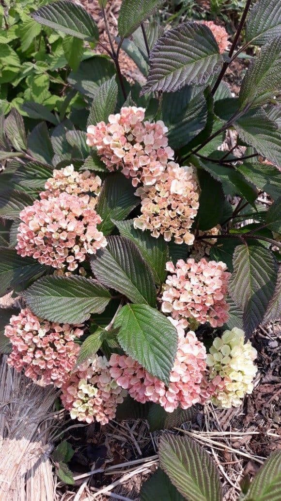 분홍설구화(오데마리)