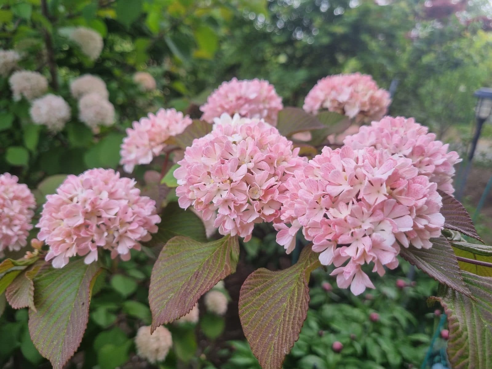 분홍설구화(오데마리)