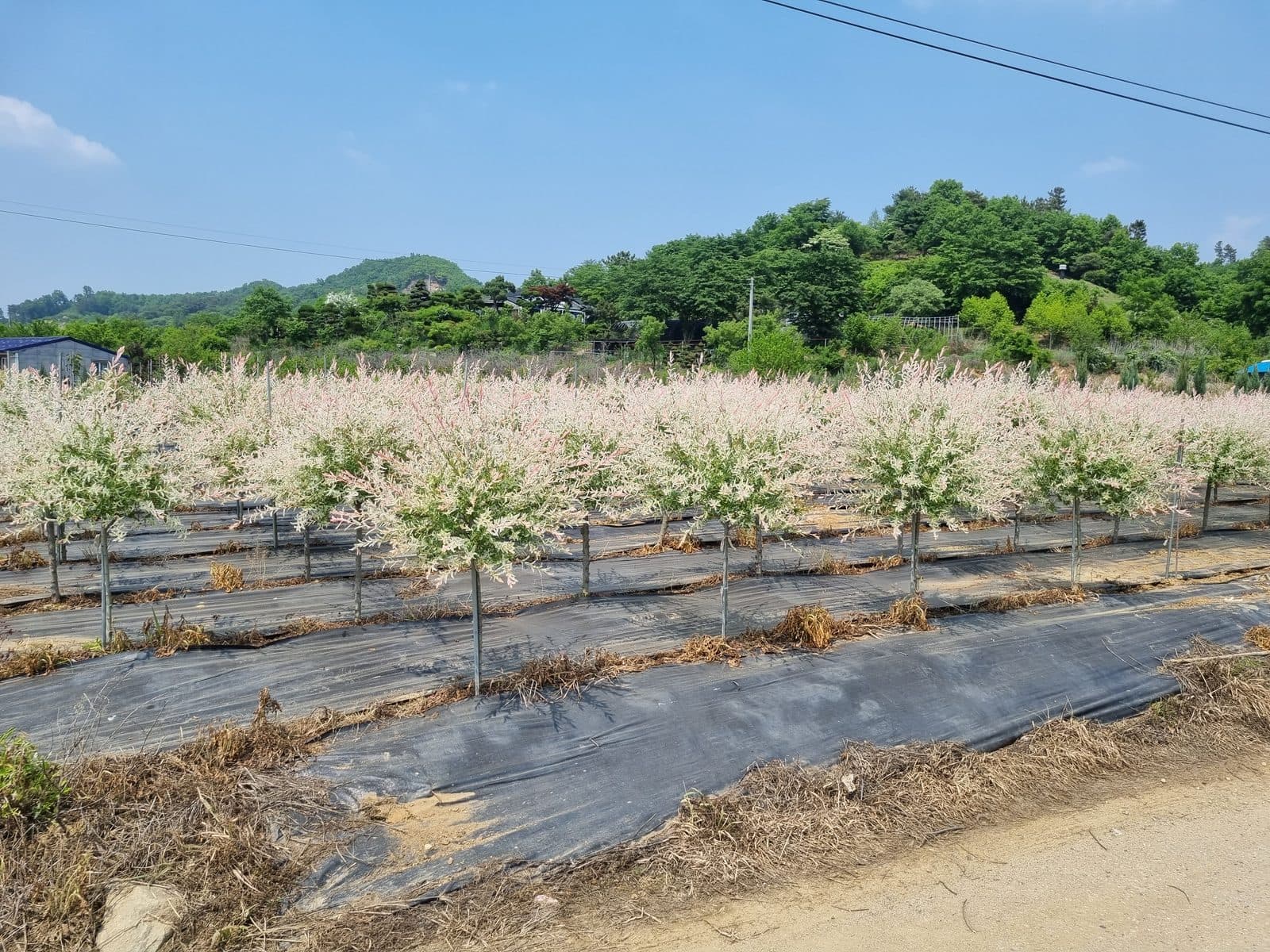 화이트핑크셀릭스